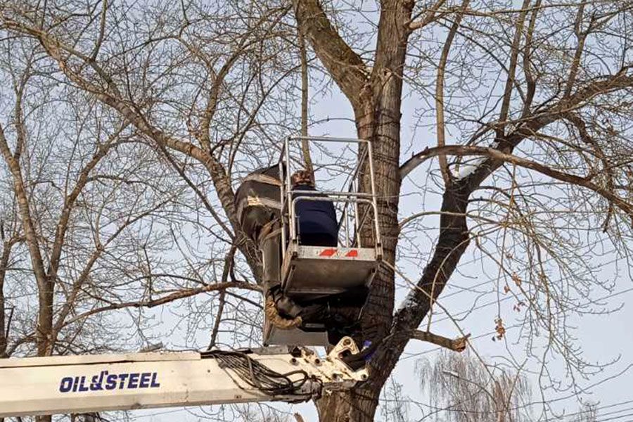 24.01 13:00 В Ульяновске за неделю снесено ещё 92 аварийных дерева