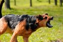 Почти 2000 ульяновцев пострадали от укусов  бродячих собак