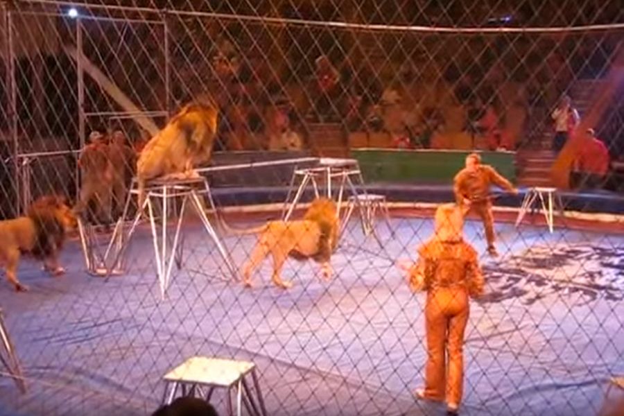 Вспомним, как это было: В цирке номер со львами обернулся ужасной трагедией (видео)