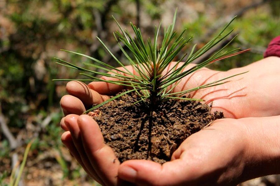 04.04 17:00 15 миллионов сеянцев сосны высадят в лесах Ульяновской области