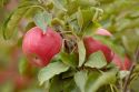 В молдавских яблоках нашли калифорнийскую щитовку