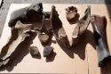Найденные на Таймыре кости мамонта переданы в ульяновский музей