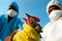 Птичий грипп окружает Ульяновскую область