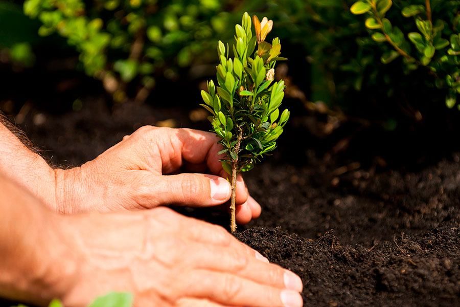 07.09 12:00 На субботнике в Ульяновской области посадили более 1800 деревьев