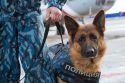 Ульяновской полиции понадобились собаки, равнодушные к шуму