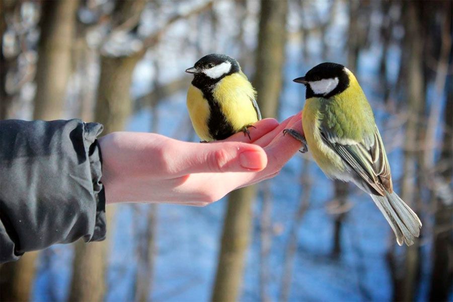16.02 13:00 Ульяновцев приглашают принять участие во флешмобе «Помогаю птицам»