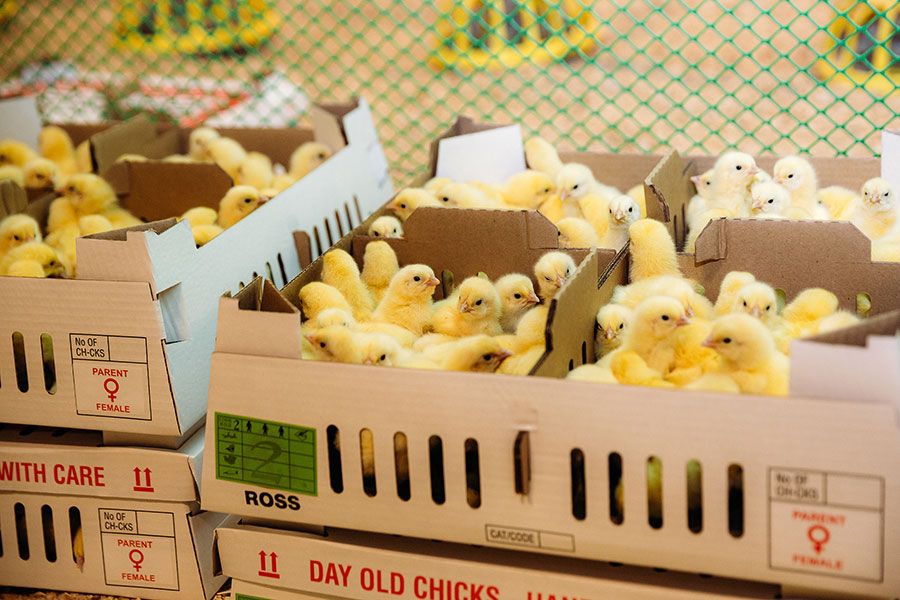 20.01 11:00 30 тысяч цыплят завезли на птицефабрику Мелекесского района Ульяновской области