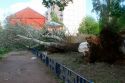 Ульяновцев призвали держаться подальше от деревьев