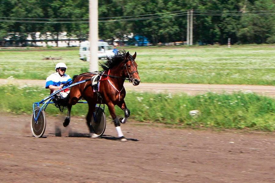 23.05 08:00 В Ульяновской области пройдёт конно-спортивный праздник