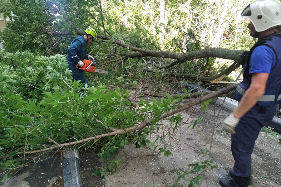 05.07 16:00 Почти сотню аварийных деревьев снесут в Ульяновске за неделю