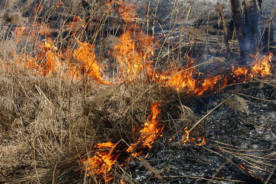 17.04 12:00 В Ульяновске зафиксированы многочисленные возгорания сухой травы