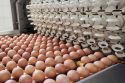 В Ульяновской области стало больше мяса и яиц