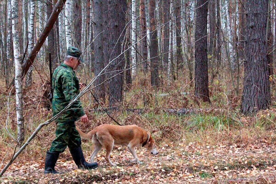 02.09 16:00 В Ульяновской области начинается осенне-зимний сезон охоты на пушных животных