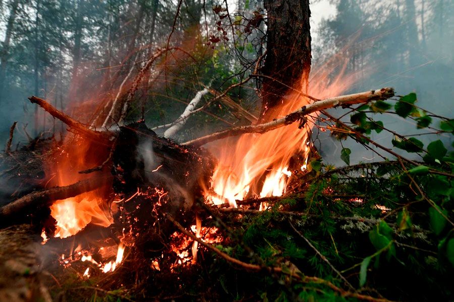 12.09 17:00 В Ульяновской области ликвидировали 22 лесных пожара