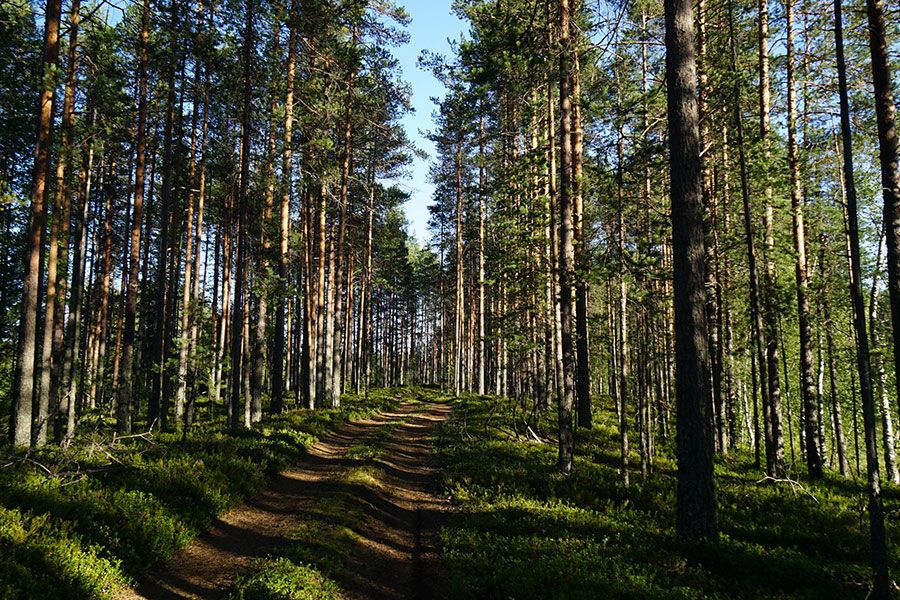 29.04 14:00 На территории Майнского лесничества Ульяновской области будут расти 1,8 га молодой сосны