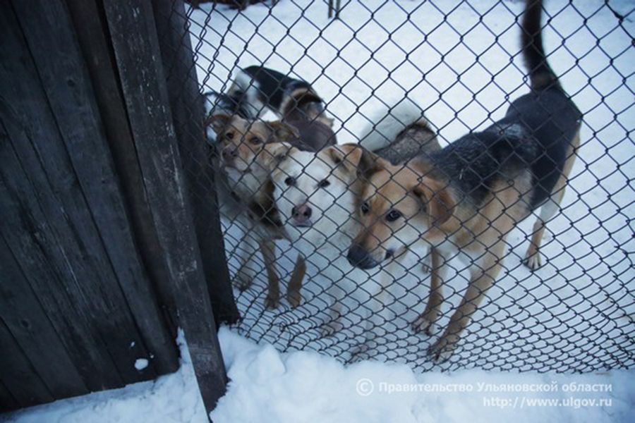 03.02 16:00 В Ульяновской области создадут современный центр для бездомных животных