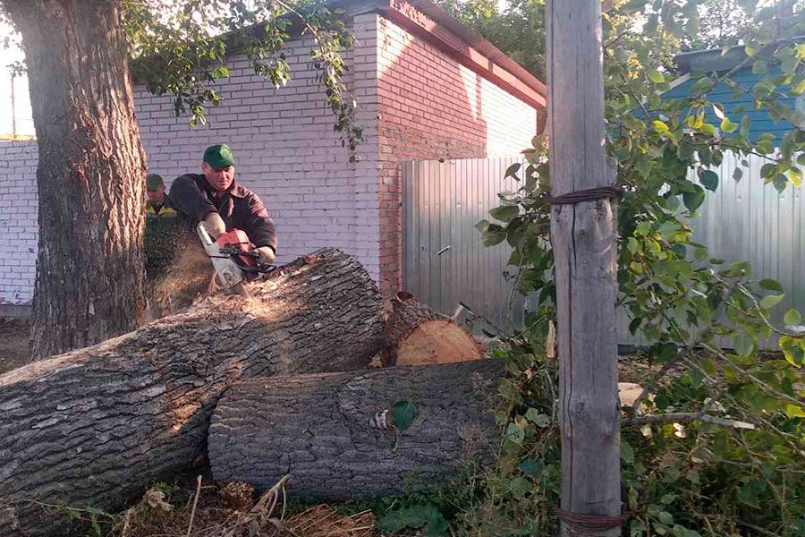 20.09 14:00 Более полутора сотен аварийных деревьев снесли в Ульяновске за минувшую неделю