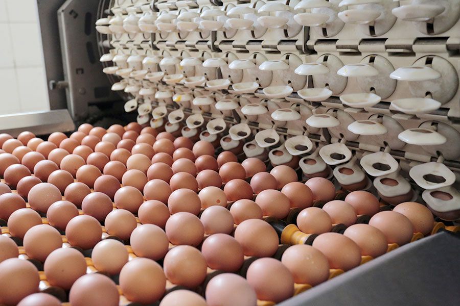 06.10 17:00 В 2021 году в Ульяновской области будет производиться около 220 млн яиц
