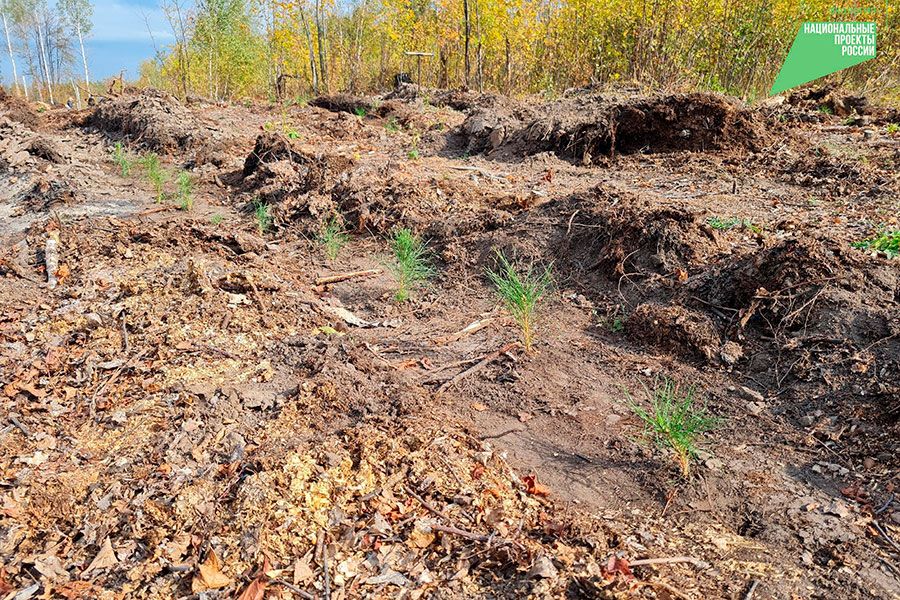 03.10 10:00 В сенгилеевском лесу высадили 1600 будущих сосен