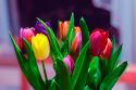 В Ульяновске женщины чаще ассоциируют 8 Марта с мимозой, мужчины — с розами, но главные цветы праздника — тюльпаны