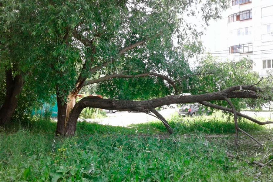 09.06 11:00 За неделю в Ульяновске убрано 76 аварийных деревьев