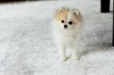 В РФ начали продавать мини-собак из Кореи за 1,5 млн