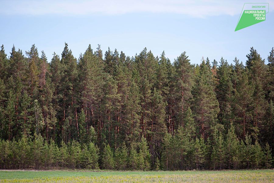 19.01 09:00 4000 гектаров ульяновского леса ожидает лесопатологическое обследование