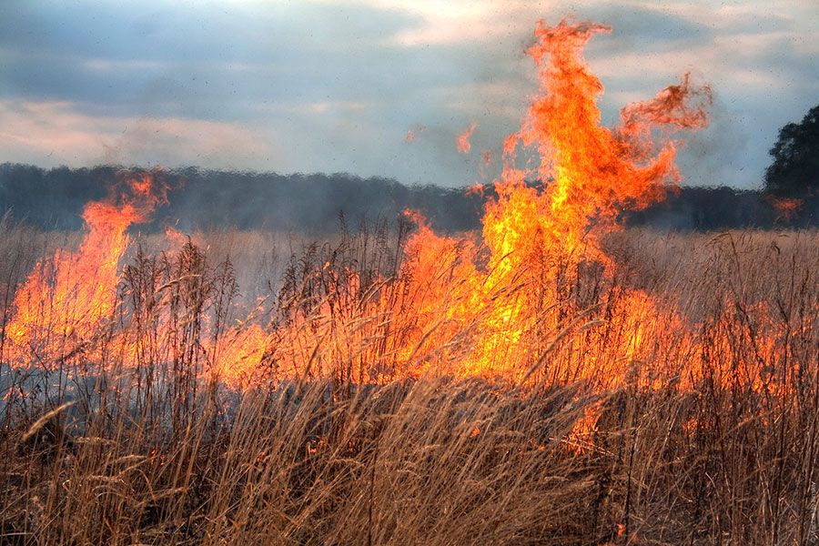 10.06 11:00 В Ульяновске потушили пожар в Винновской роще