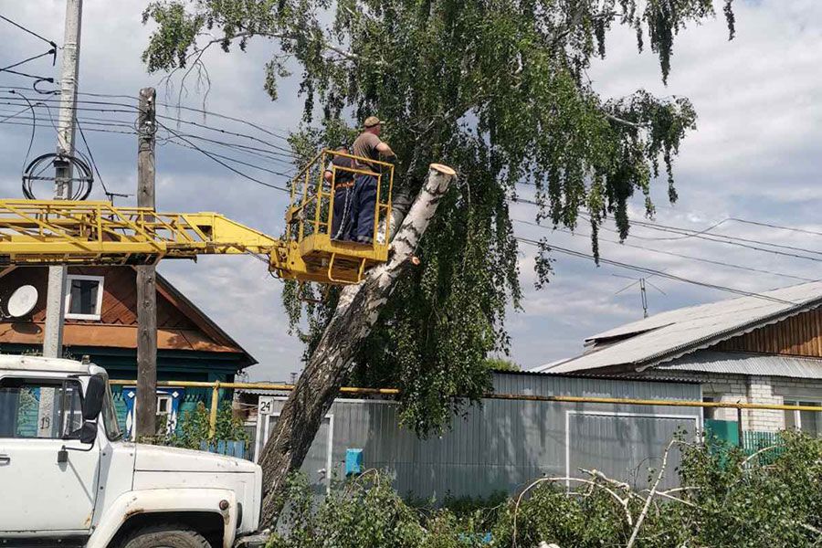 15.06 14:00 За неделю в Ульяновске убрали 145 аварийных деревьев