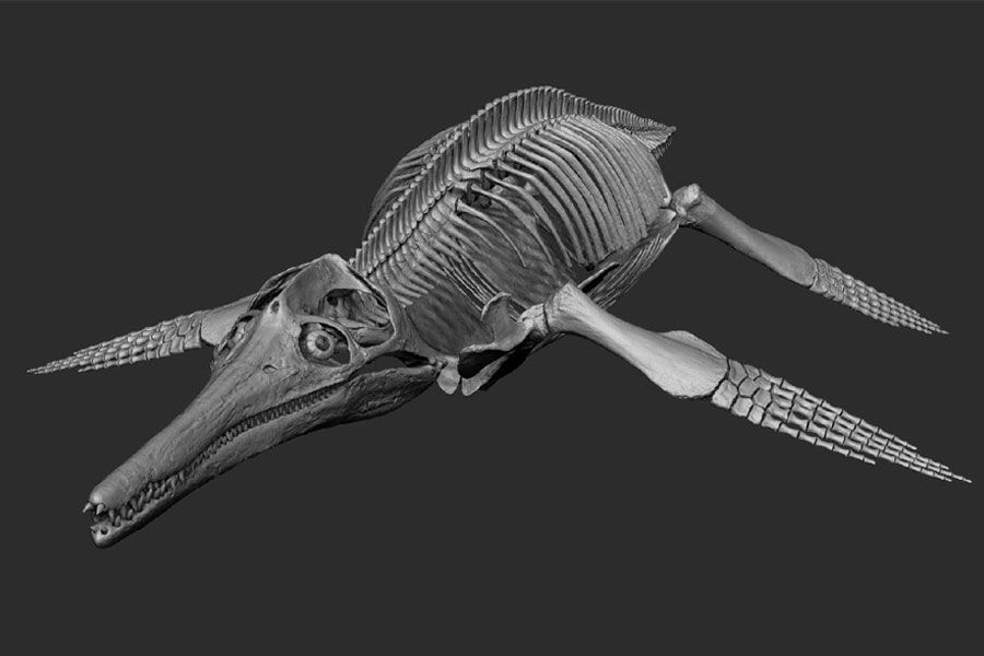 21.03 10:00 В Ундоровском палеонтологическом музее покажут подлинный скелет морского ящера