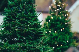 В Ульяновске предпочитают живые новогодние елки искусственным