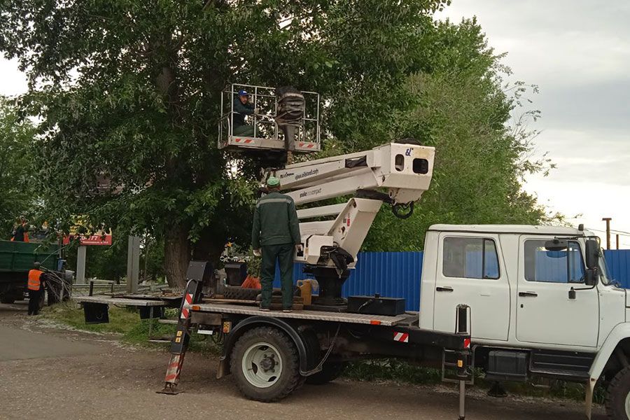 11.07 15:00 За неделю в Ульяновске планируют снести 155 аварийных деревьев
