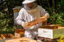 Мёд, собранный с пасек, где погибли пчелы, может быть смертельно опасным для человека
