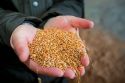 Ульяновского фермера оштрафовали за потенциально ядовитые семена