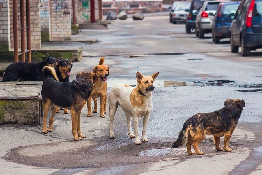 Ульяновск - город бродячих собак