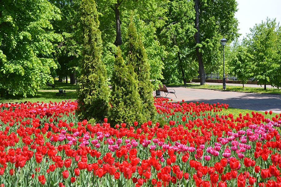 25.05 09:00 Порядка 900 000 цветов украсят улицы Ульяновска