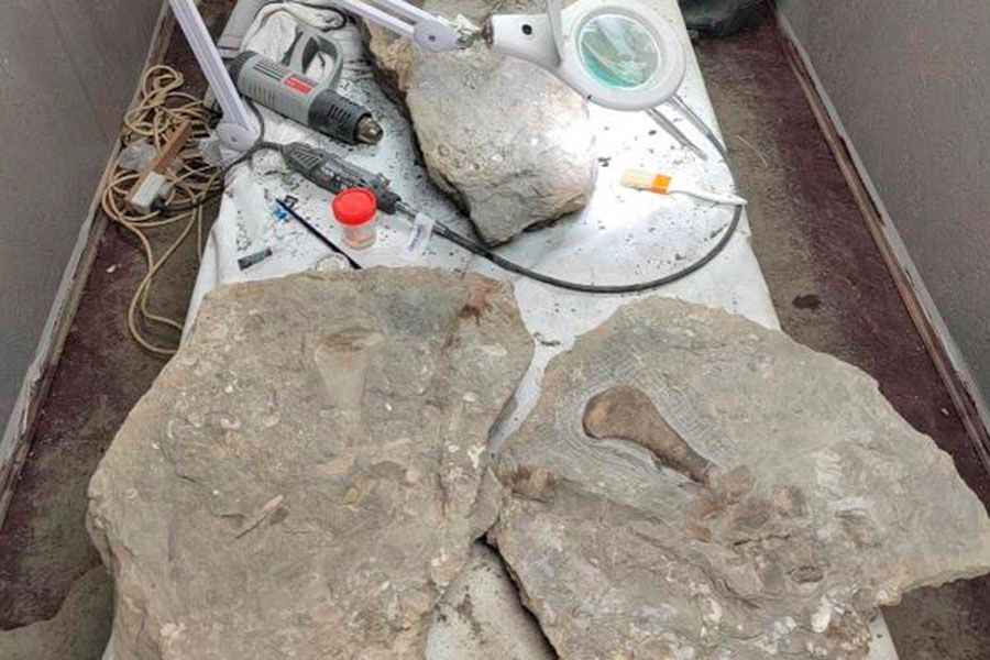 20.02 16:00 Скелет плезиозавра станет одной из жемчужин экспозиции Ундоровского палеонтологического музея в новом здании
