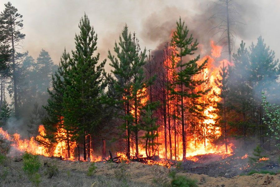 02.12 09:00 Площадь лесных пожаров в Ульяновской области за последние три года снизилась в девять раз