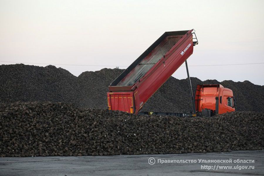 09.10 17:00 Хозяйства Ульяновской области собрали более 216 тысяч тонн сахарной свёклы