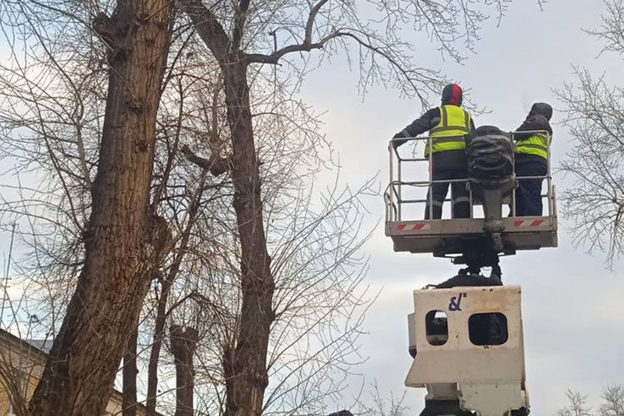 21.11 13:00 Более 80 аварийных деревьев убрали за неделю с улиц Ульяновска