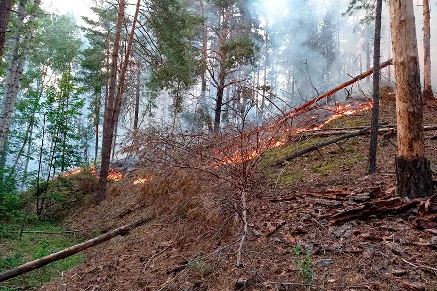 28.06 15:00 За неделю в Ульяновской области произошло 10 лесных пожаров