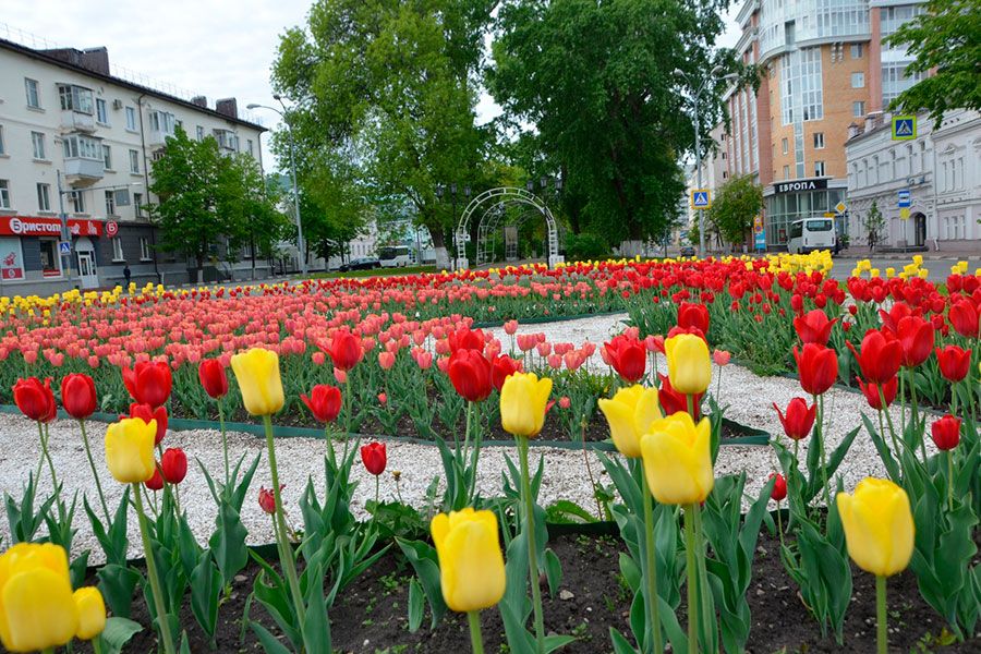30.09 09:00 На улицах Ульяновска посадили 105 тысяч тюльпанов