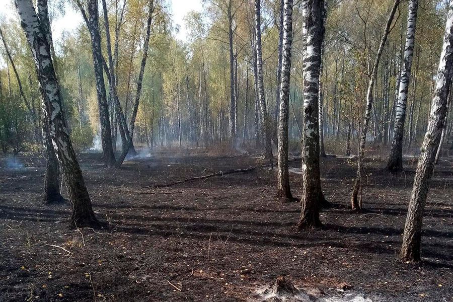 03.10 11:00 На выходных в Николаевском районе потушили лесной пожар