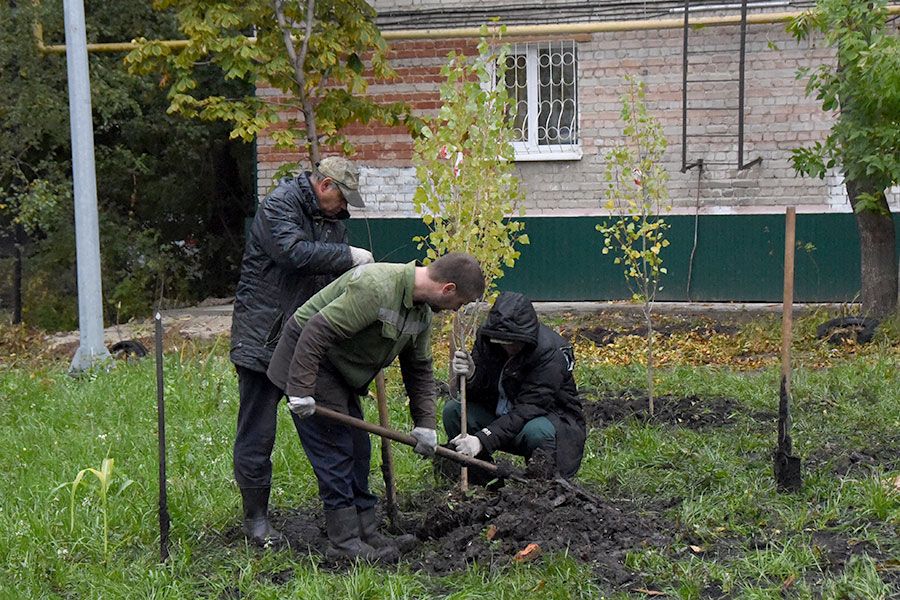 06.10 15:00 В Ульяновске продолжается озеленение территорий