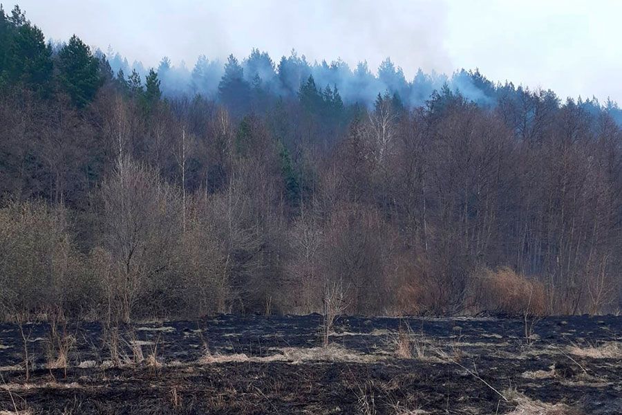14.04 09:00 33 специалиста тушили пожар в Николаевском лесничестве