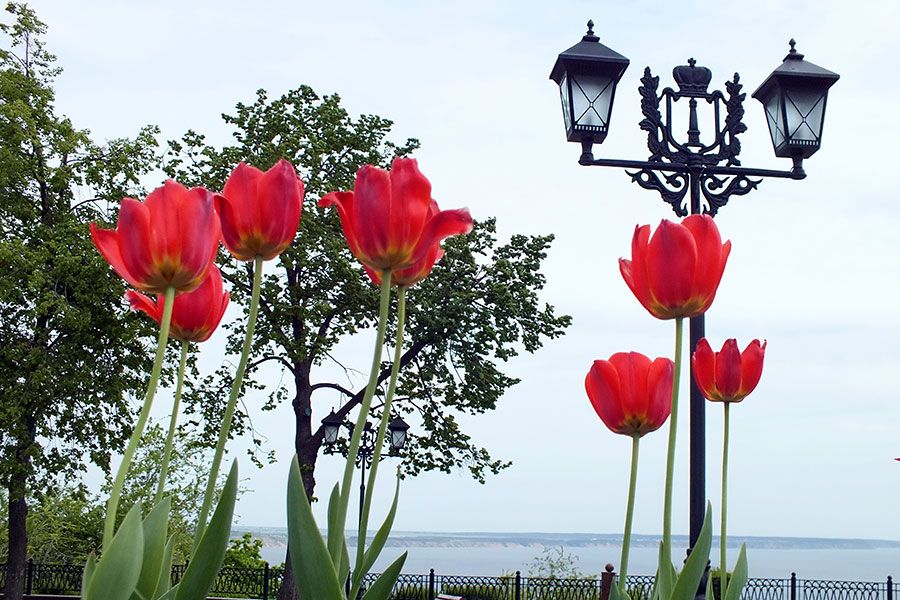 15.10 16:00 Весной 2021 года в Ульяновске расцветут 105 тысяч тюльпанов