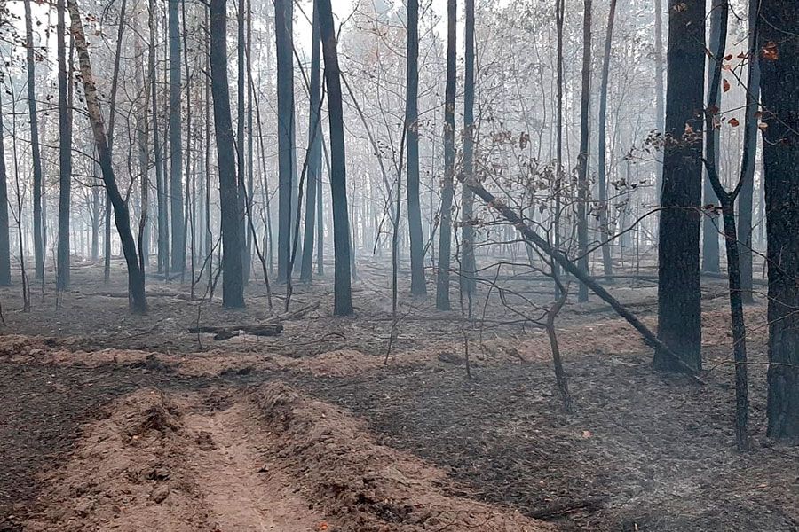 27.09 10:00 В инзенском лесу потушили пожар