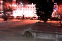 Фото дня: в центре Ульяновска разгуливает лиса