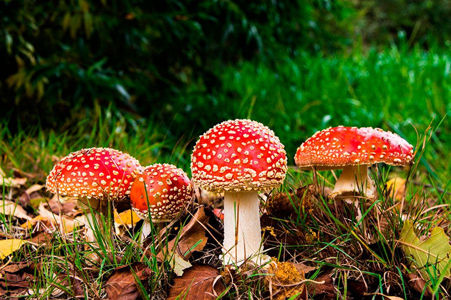 Четыре человека, в том числе два ребёнка, отравились грибами в Ульяновской области