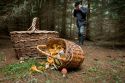 В Ульяновских лесах теряются грибники